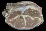 Xiphactinus (Cretaceous Fish) Vertebra - Kansas #64162-1